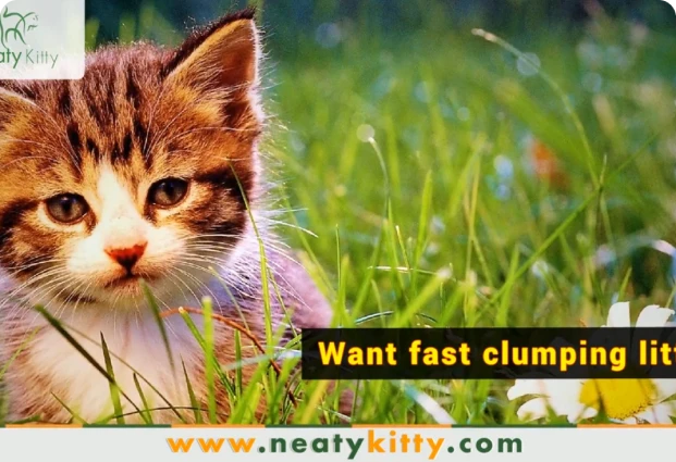 Neatykitty